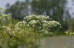 Water cowbane